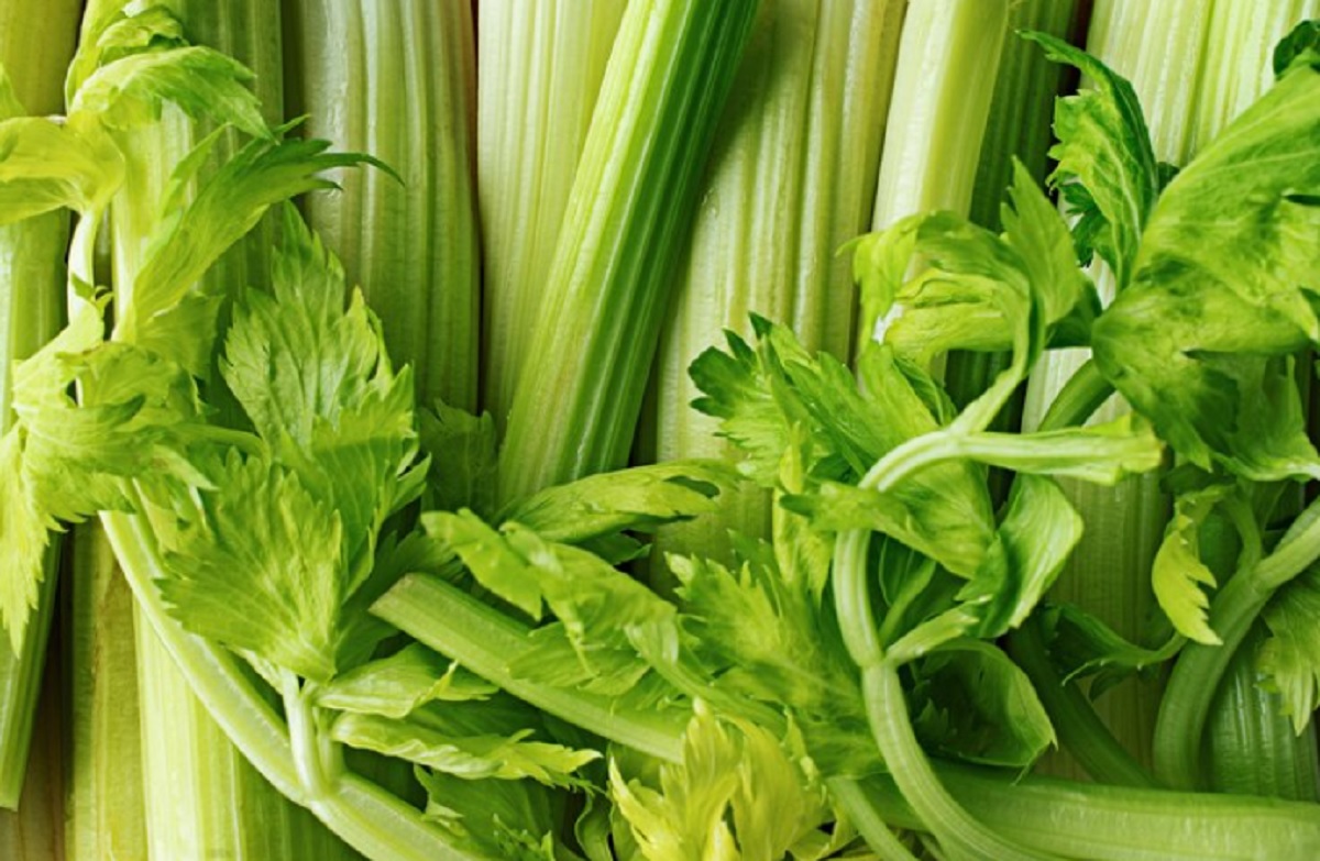Segudang Manfaat Mengonsumsi Seledri