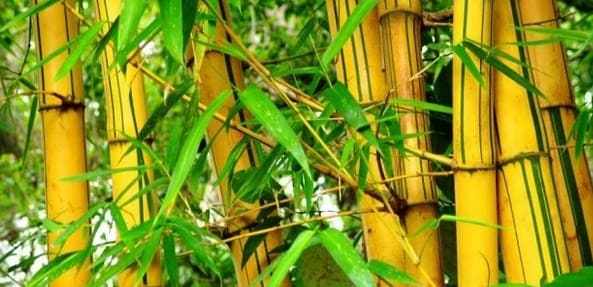 Enam Tanaman Pengusir Jin yang Dipercaya Ampuh Lindungi Rumah