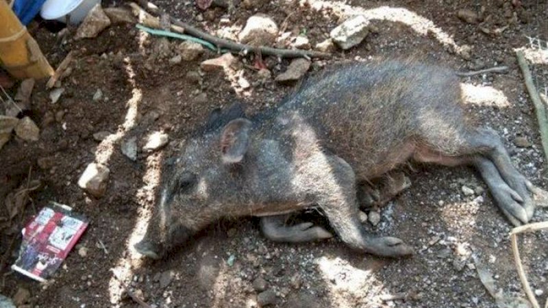 Duh! Babi Ngepet di Depok Ternyata Rekayasa, Pelaku Beli Online Anak Babi Seharga Rp900 Ribu