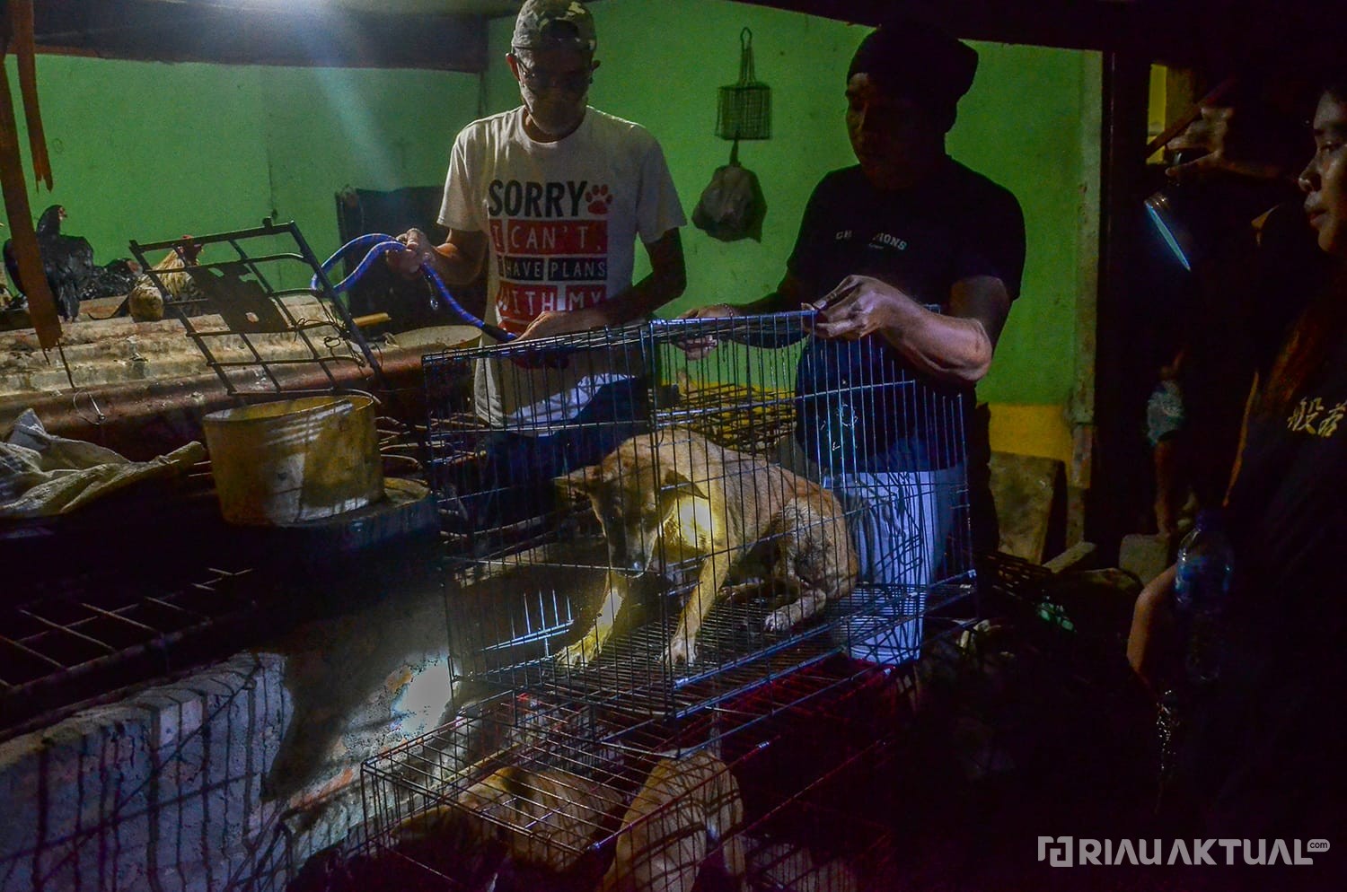 Nestapa Anjing di Rumah Jagal 