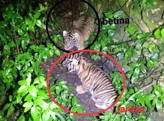 Kabar Baik dari Barumun dan Ujung Kulon, Anak Harimau Sumatra dan Badak Jawa Lahir