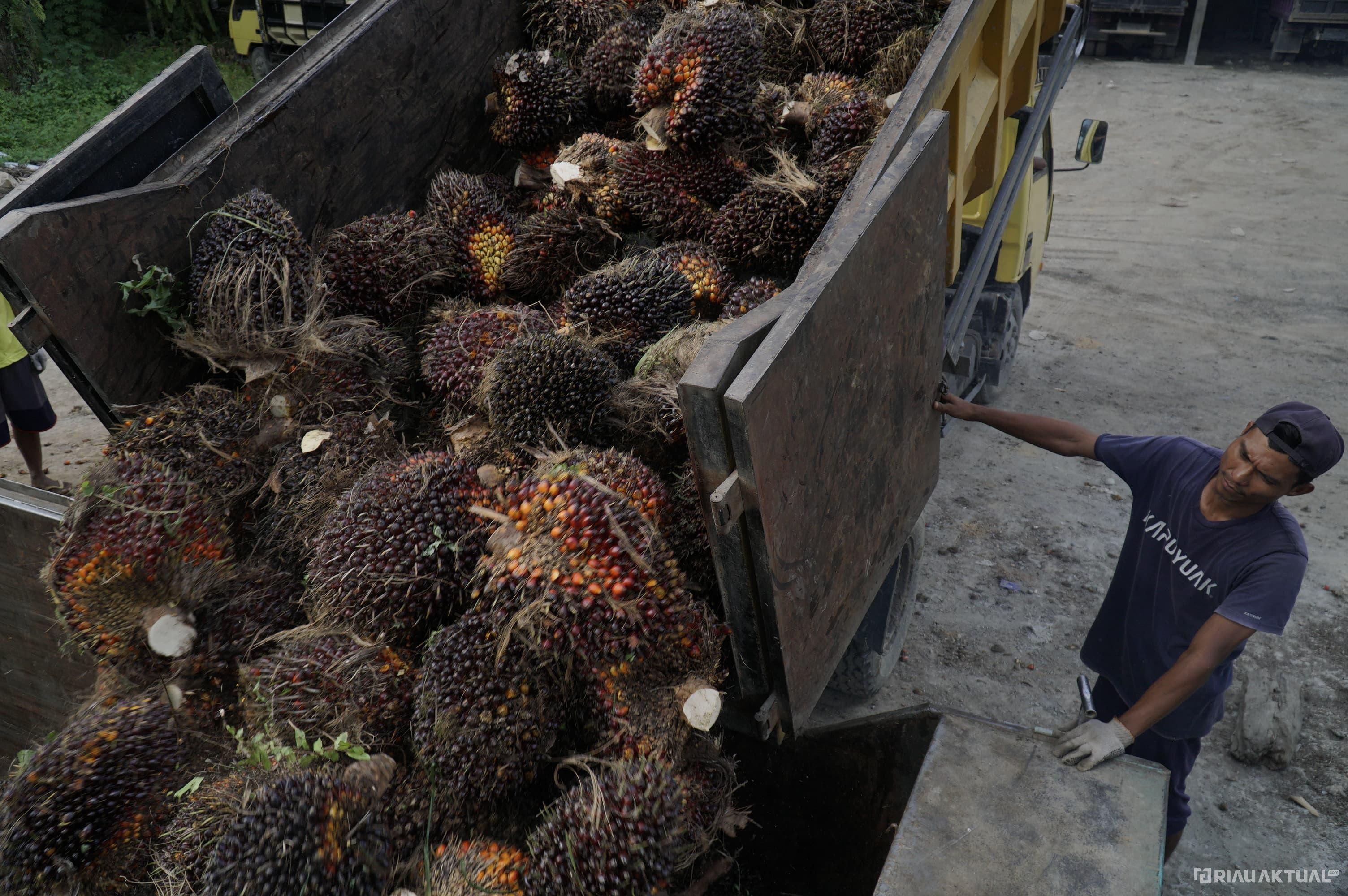 Ekspor Minyak Sawit Riau Melonjak Tajam, Tembus USD 4,13 Miliar dalam Lima Bulan