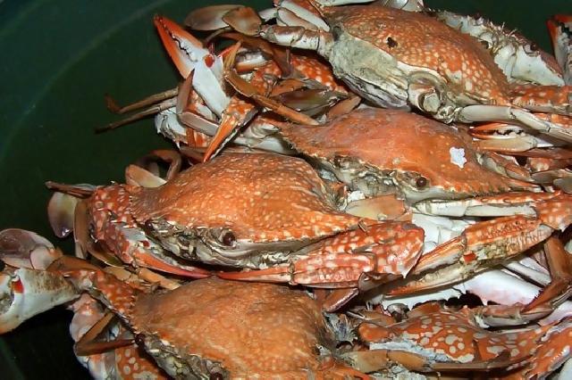 Lampung Punya Potensi Rajungan