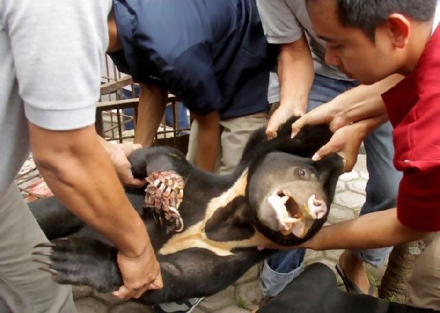 Kaki beruang madu diamputisi setelah terjerat perangkap