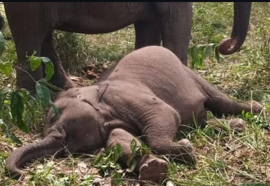 Diduga Diracun, Polda Riau Selidiki Kematian Anak Gajah Sumatera di Tesso Nilo