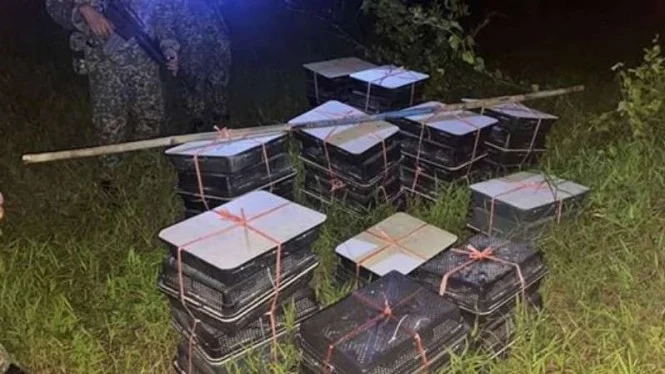 Tentara Temukan Burung Murai Batu Misterius Berharga Miliaran di Semak