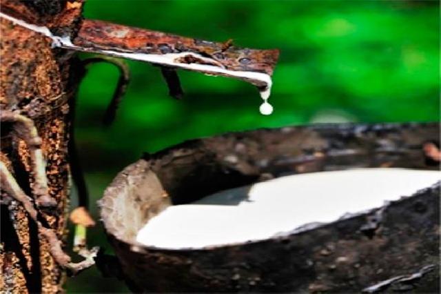 Harga karet naik dampak dari banjir Thailand