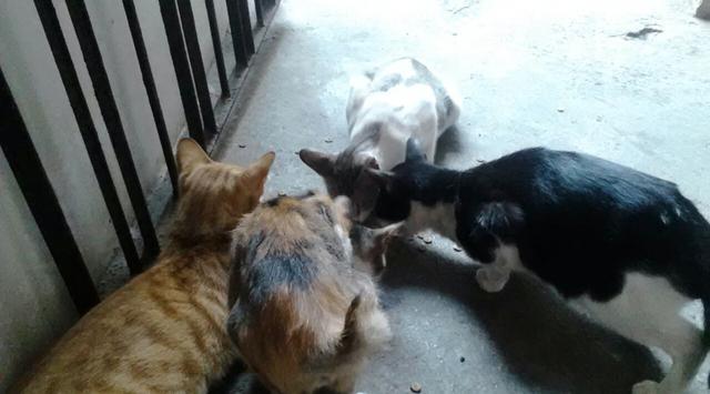 Meski Sakit, Ibu Ini Rawat Puluhan Kucing Liar Selama 17 Tahun