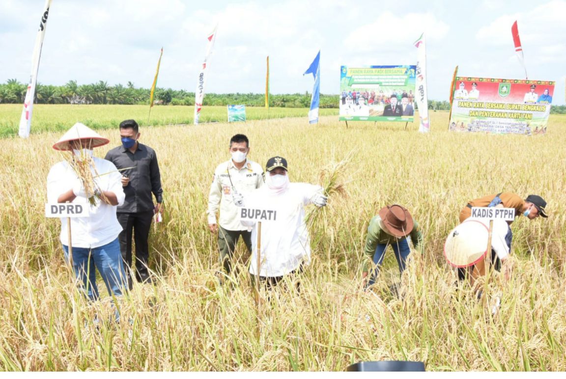 Kasmarni Panen Padi Dikecamatan Siak Kecil 