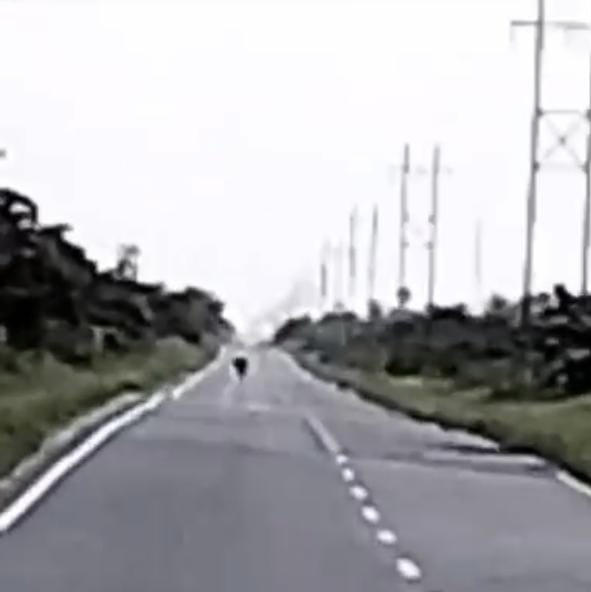 Bikin Geger, Harimau Sumatera Muncul di Jalan Buton Siak