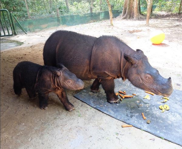 Ayo Lindungi! Saat Ini Tersisa 100 Badak di Sumatera