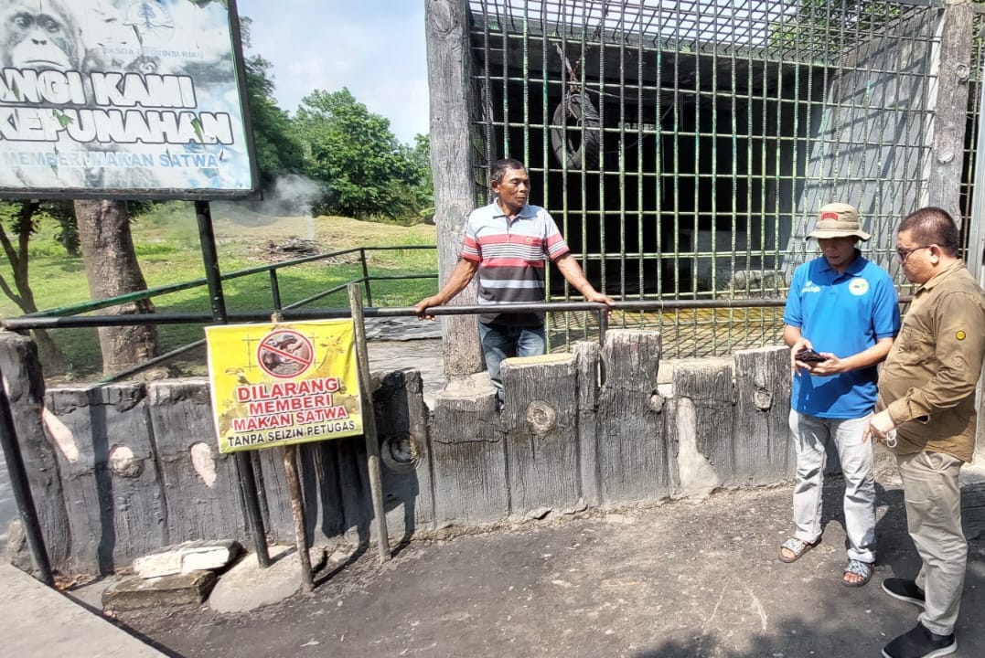 Pengunjung Kebun Binatang Kasang Kulim Ditarik Orang Utan, Pengelola Bilang Begini..