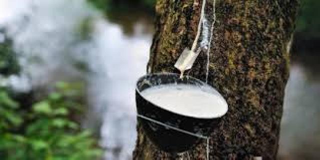 Harga Karet Anjlok, Petani Menjerit