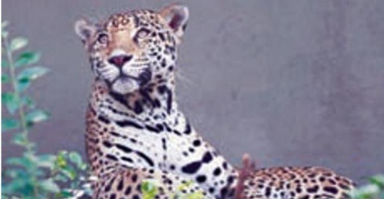 Pria Ini Nekat Masuk Kandang Demi Ngejek Jaguar