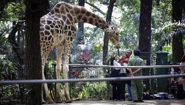 Bertepatan dengan Sidang Ahok, Taman Margasatwa Ragunan Tutup