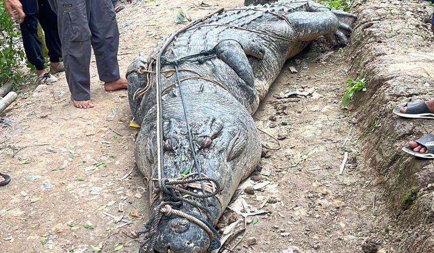 Meski Laporan Belum Diterima, LKKPN akan Cari Informasi Terkait Penangkapan Buaya di Inhil