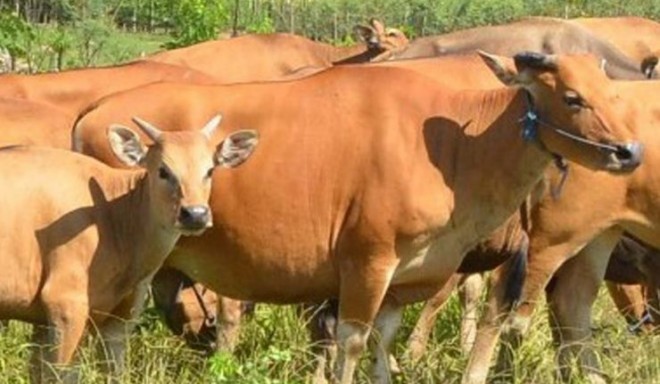 Diperkirakan Permintaan Hewan Kurban di Pekanbaru Tahun Ini Menurun
