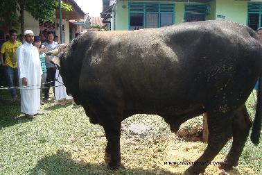 Sapi Berat 1,3 Ton Dikurbankan di Kelurahan Pesisir Pekanbaru