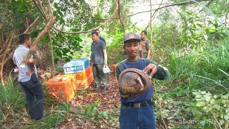 Kurun Waktu Sebulan, Aparat di Riau Gagalkan Tiga Kali Penyelundupan Trenggiling ke Malaysia