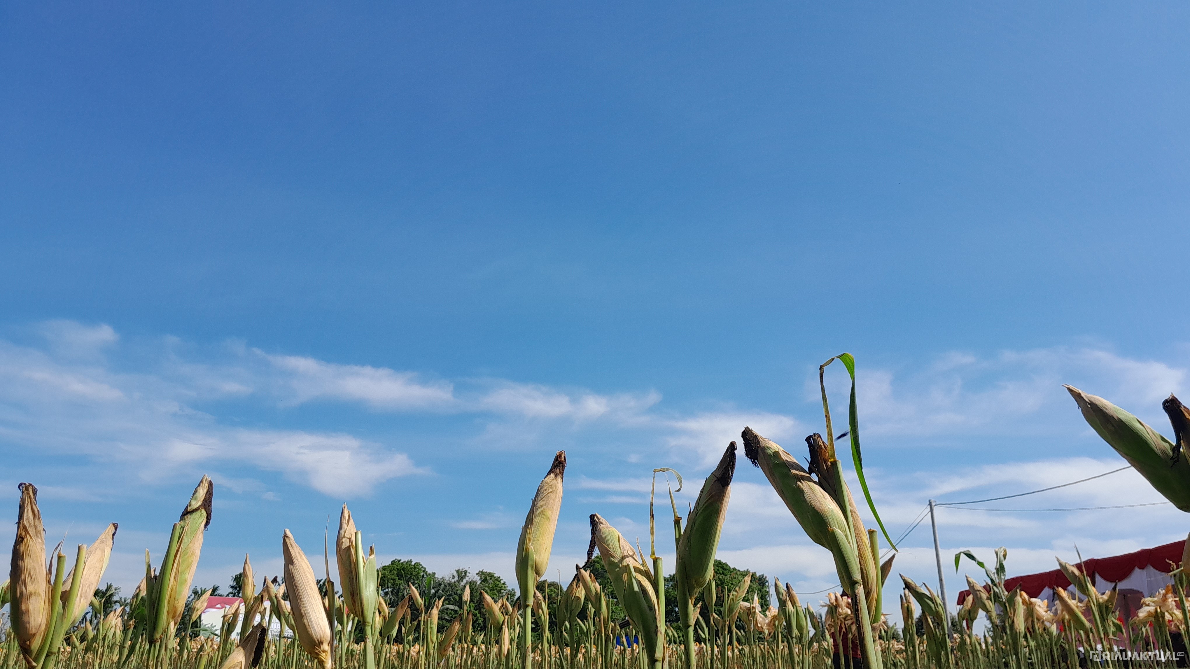 Cuaca Riau Didominasi Cerah Berawan, Waspada Ada Potensi Hujan Lebat di Sejumlah Wilayah