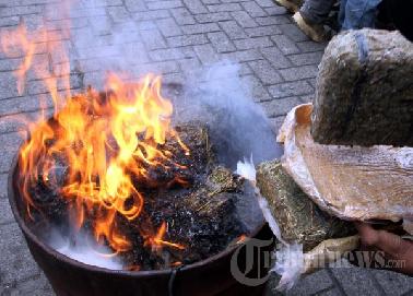 Polda Riau Musnahkan Ganja Rp8,5 Juta