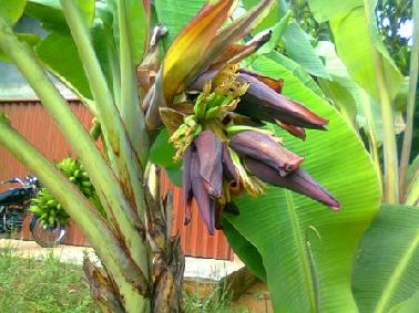 Warga Inhu Dikejutkan Pisang Berjantung Tiga