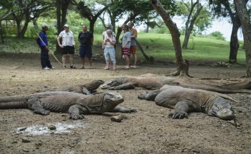 Wisatawan Membludak, Taman Nasional Komodo Bakal Batasi Jumlah Pengunjung