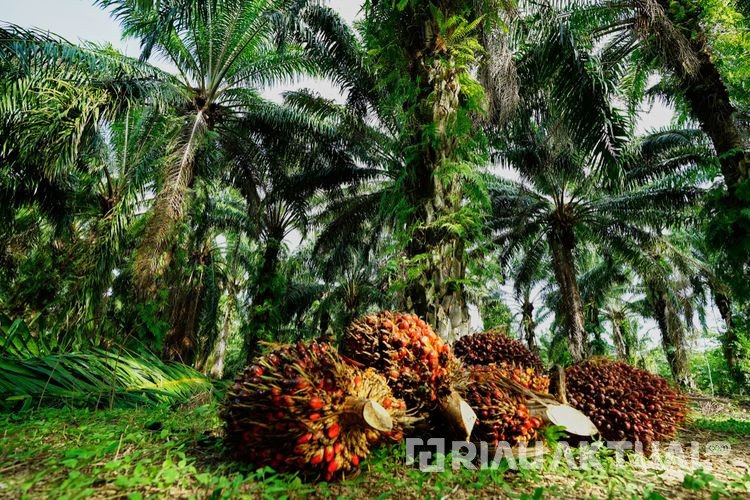 Harga TBS Kelapa Sawit Mitra Swadaya Naik Capai Rp3.468 per Kilogram