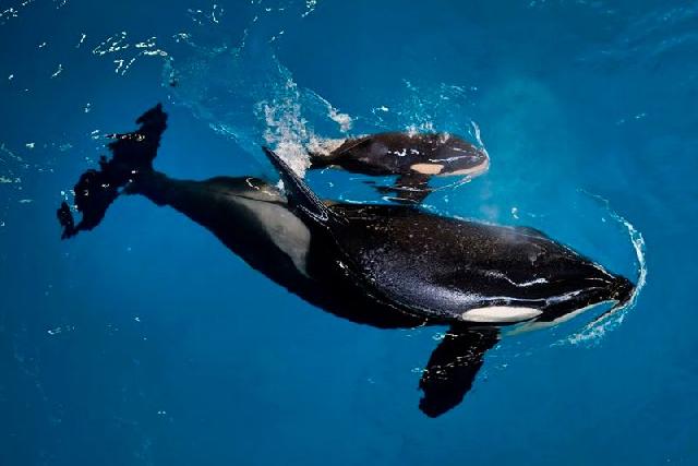 Sedih! Bayi Paus Pembunuh Ini Mati Tiga Bulan Pasca-Dilahirkan