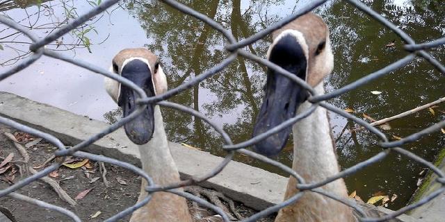 Cinderamata patung bebek Indonesia banjir pesanan dari seluruh dunia