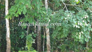 Riau Bekerjasama dengan Belanda Kembangkan Nipah