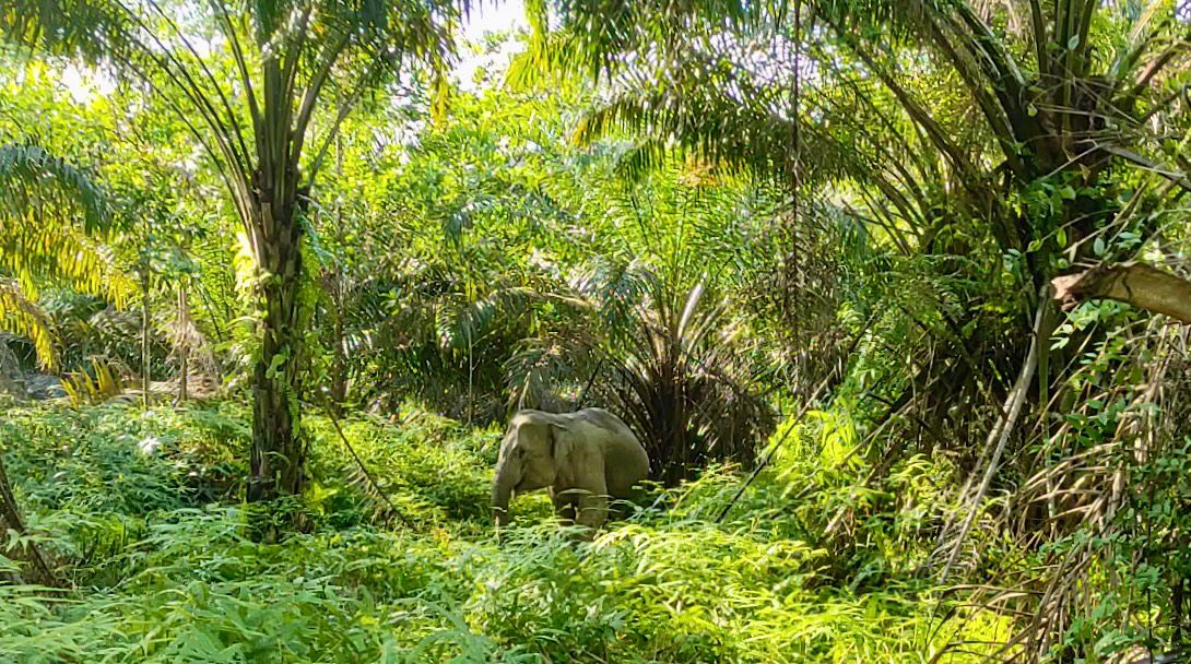 PalmCo Kelola 14 Ribu Hektare Kawasan Konservasi, Komit Jaga Gajah dan Harimau Sumatera