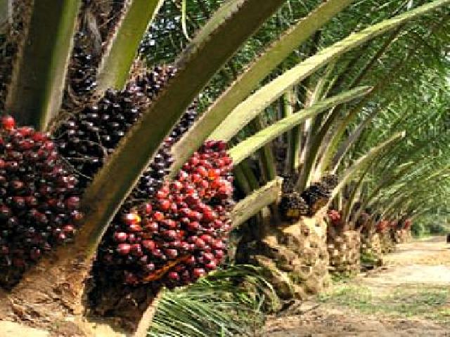 Minyak Mentah Merosot, Harga TBS Kelapa Sawit Turun
