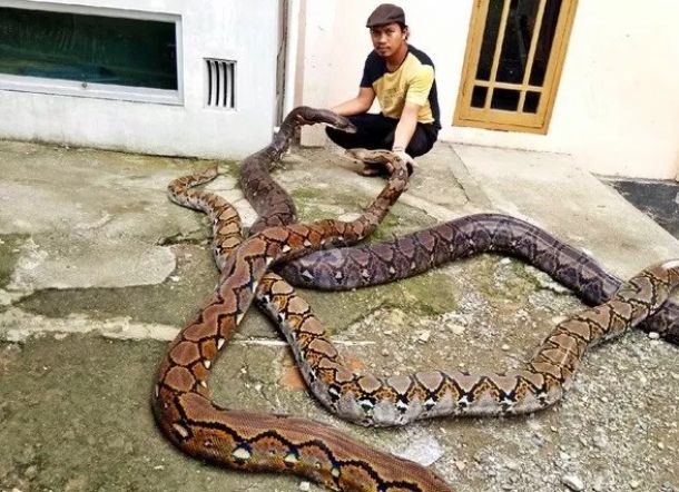 Ular Piton 10 Meter Ini Diberi Nama Syahrini, Ternyata Begini Alasan Pemiliknya
