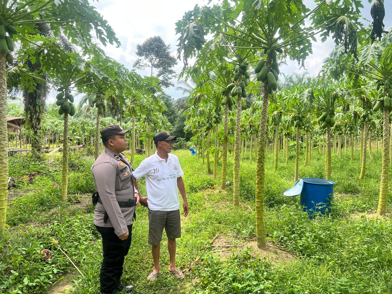 Polisi dan Petani Bersinergi Lakukan Ketahanan Pangan di Bangko Balam