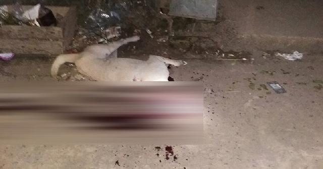 2 Bocah di Palembang tewas diserang anjing liar