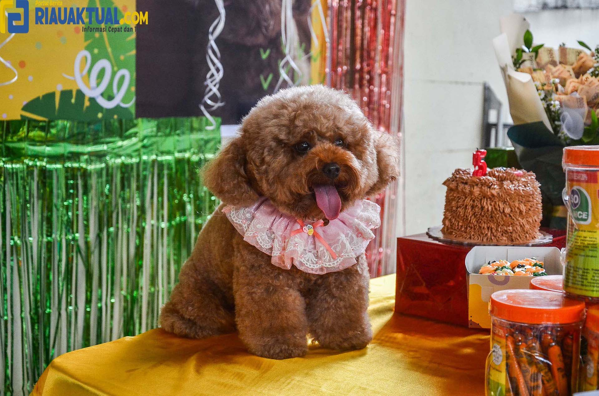 Rayakan Ultah Ke-5, Si Anjing Pudel Bernama Berry Berbagi Kebahagian Bersama Anjing Lainnya