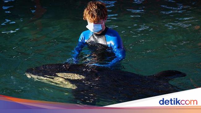 Pilu! Bayi Orca Mati dalam Proses Mencari Induknya yang Hilang