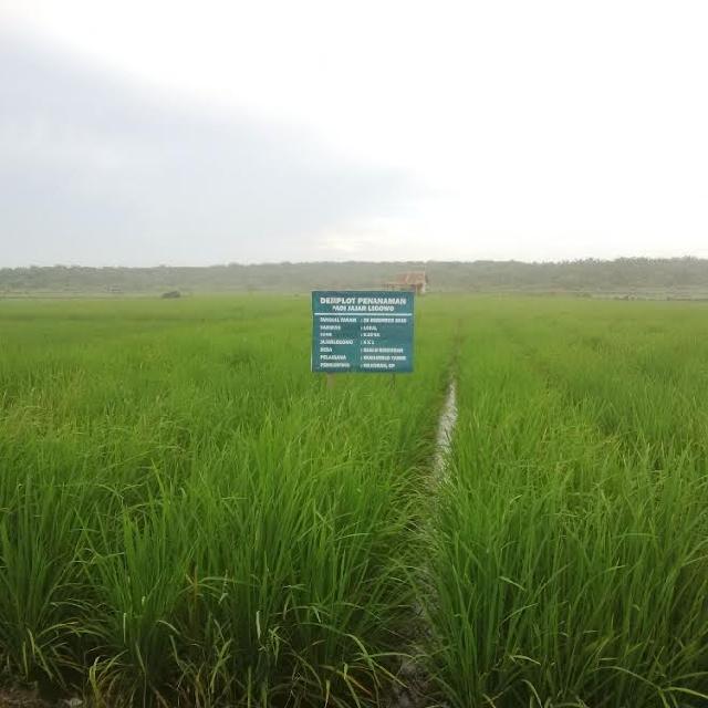 Kelompok Tani SJA Rohil Butuh Pintu Air