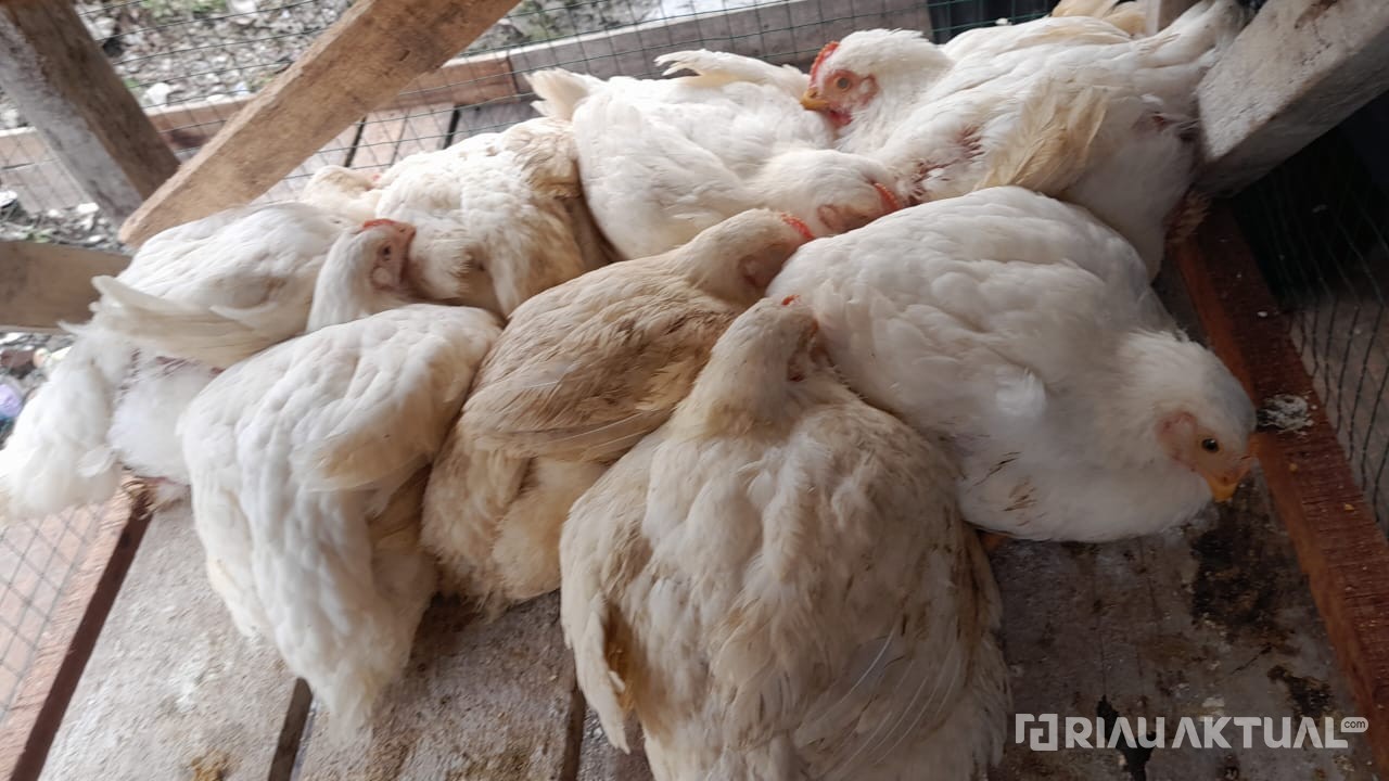 Harga Ayam Ras Melejit, Omzet Pedagang Melorot