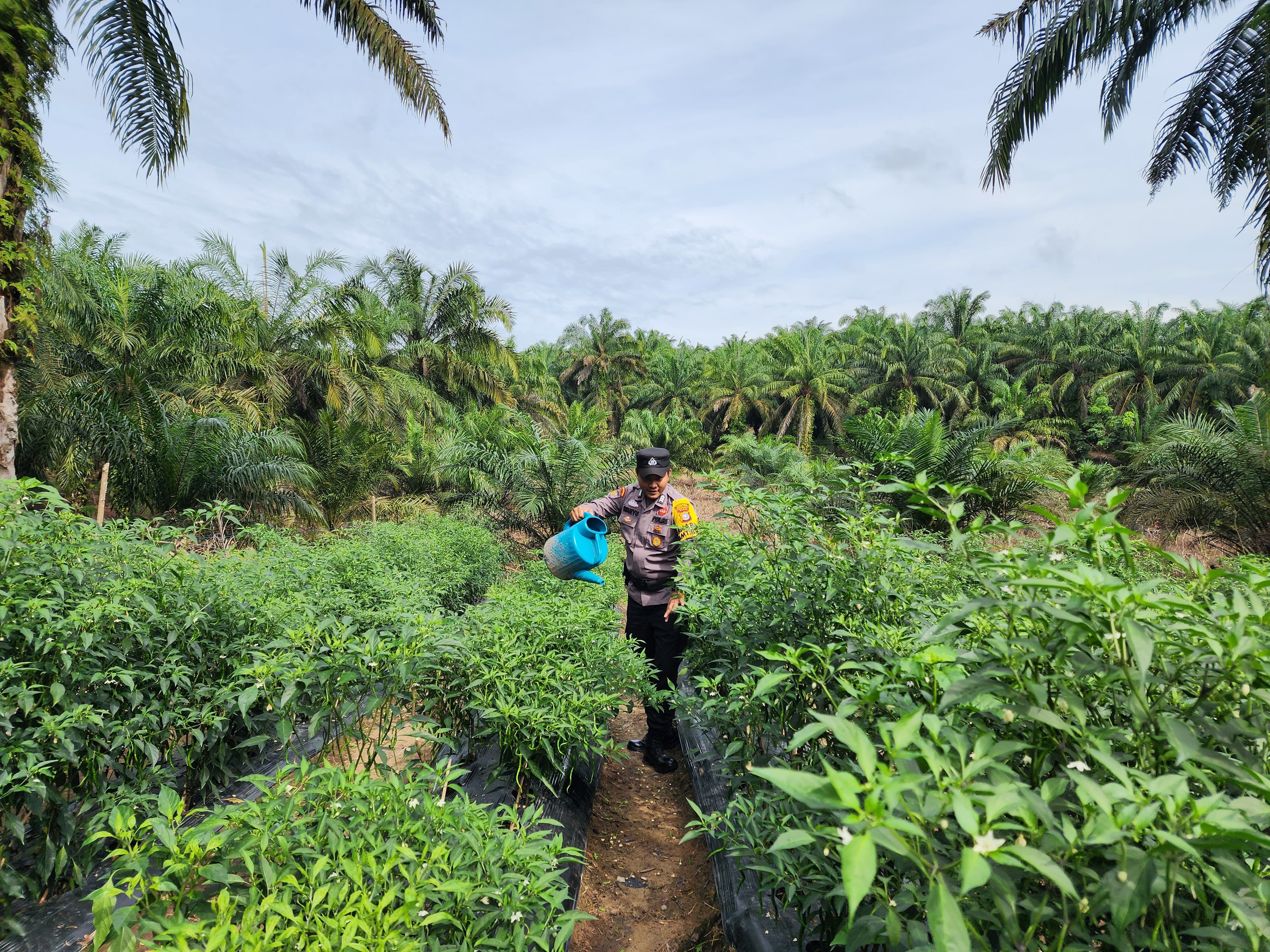 Dukung Asta Cita, Polsek Bangko Pusako Bina Ketahanan Pangan di Pematang Damar