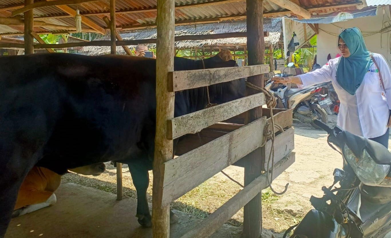 PT. BLJ Salurkan 11 Ekor Sapi Kurban ke Seluruh Kecamatan di Bengkalis