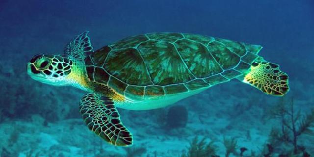 Penyu di Pulau Derawan marak diburu buat disantap daging & telurnya