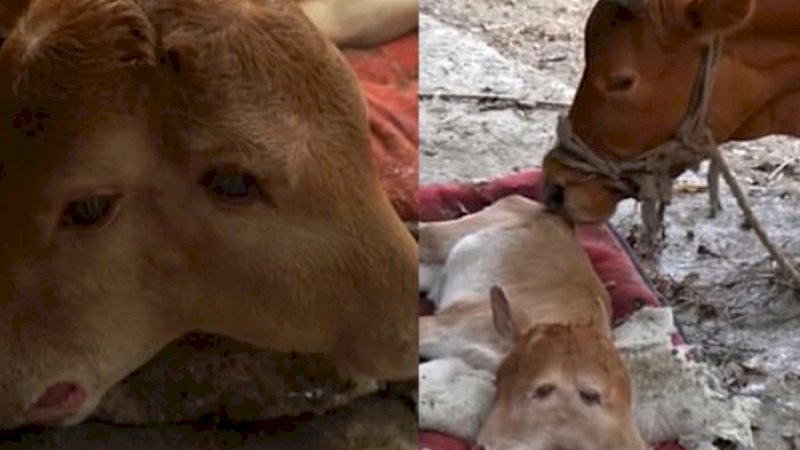 Anak Sapi Berkepala Dua Hebohkan Warga, Ini Penampakannya