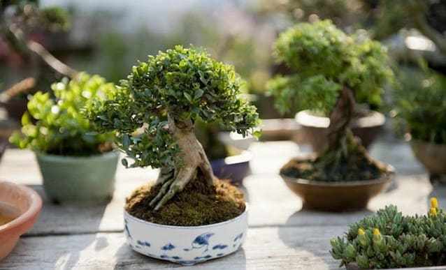 5 Pohon Bonsai Termahal di Dunia, Harganya Ada yang Rp1,3 Miliar