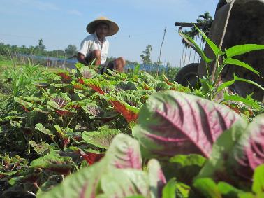 Harga Sayur di Pekanbaru Belum Stabil