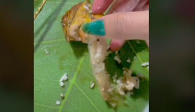 Wanita Temukan Plastik Dalam Tubuh Cumi, Warganet: Bolos Kelas Biologi