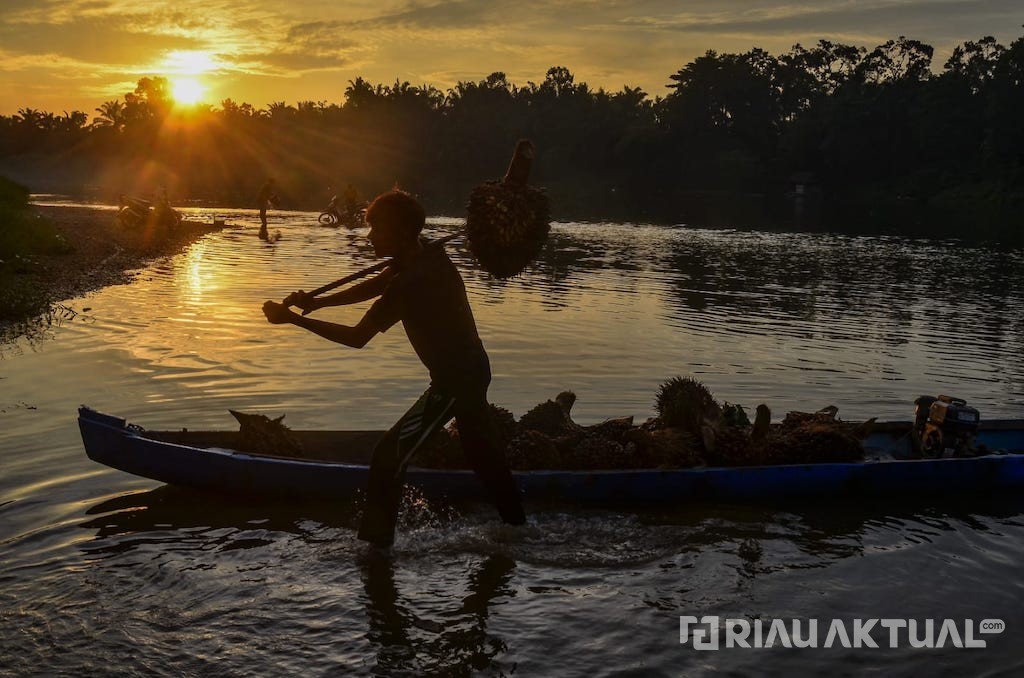 Harga TBS Sawit Riau Naik, Tembus Rp3.348 per Kg untuk Umur 9 Tahun