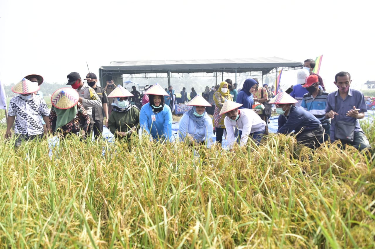 NTP Riau Naik 4,52 Persen di November 2024, Dorong Daya Beli Petani
