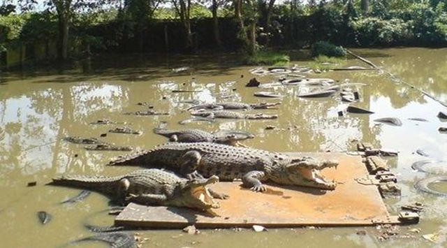 Selingkuh di Mobil, Mayat Wanita Ini Dibuang ke Penangkaran Buaya